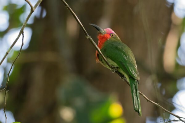 Red-bearded Bee-eater - Thailand - Krung Ching - 2026
