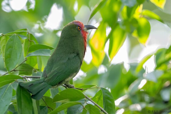 Red-bearded Bee-eater - Thailand - Krung Ching - 2026