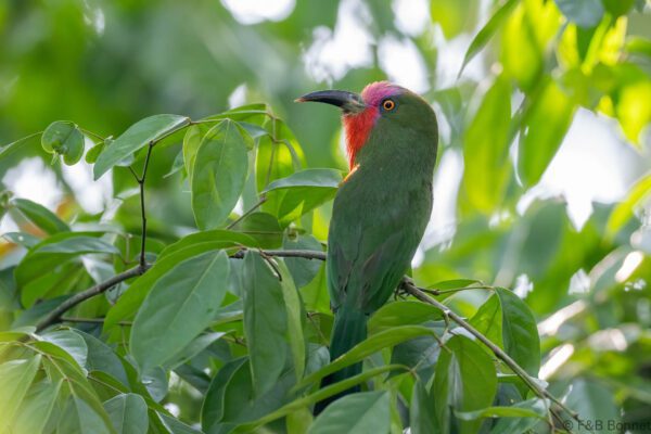 Red-bearded Bee-eater - Thailand - Krung Ching - 2026