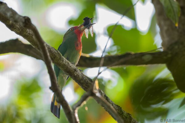 Red-bearded Bee-eater - Thailand - Krung Ching - 2026