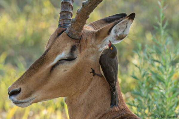 Red-billed Oxpecker - Botswana - Chobe NP - 2019
