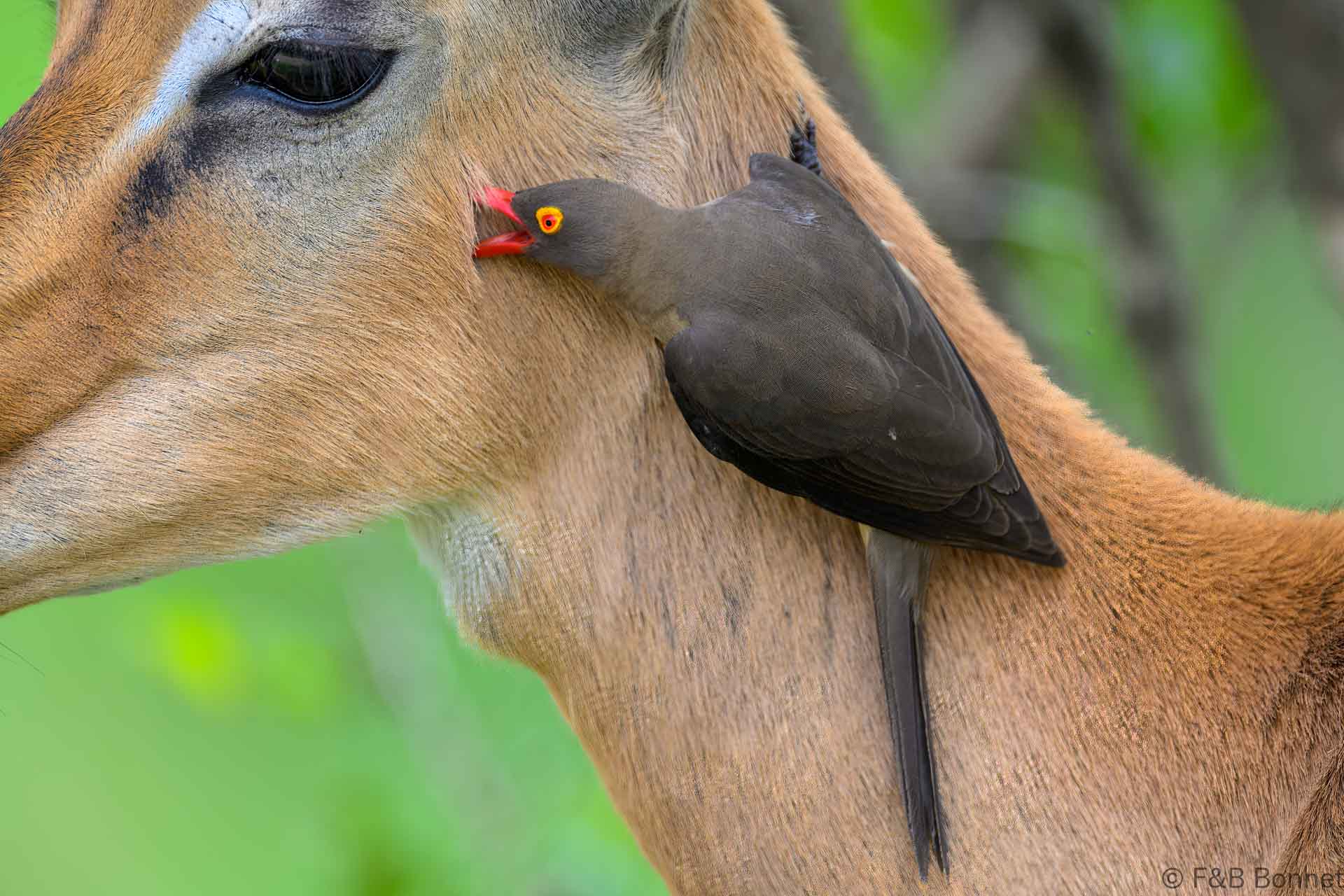 Red-billed Oxpecker - South Africa - Kruger GR - 2025