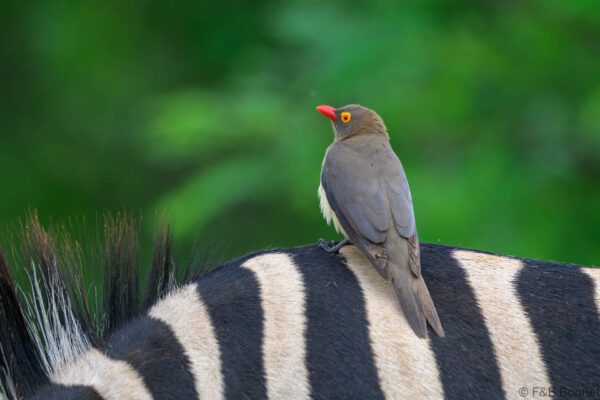 Red-billed Oxpecker - South Africa - Kruger GR - 2025