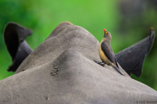 Red-billed Oxpecker - South Africa - Kruger GR - 2025