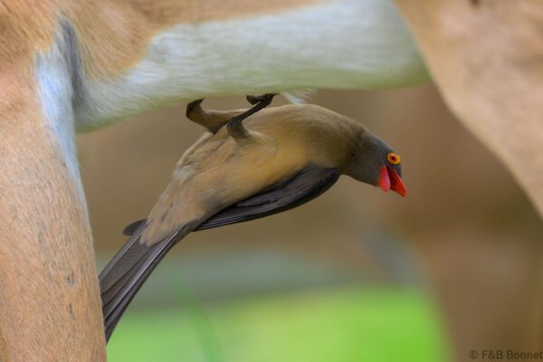 Red-billed Oxpecker - South Africa - Kruger GR - 2025