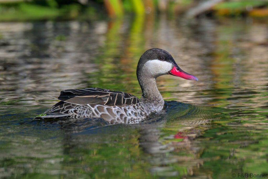 Red-billed Teal - South Africa - Cape Town - 2024