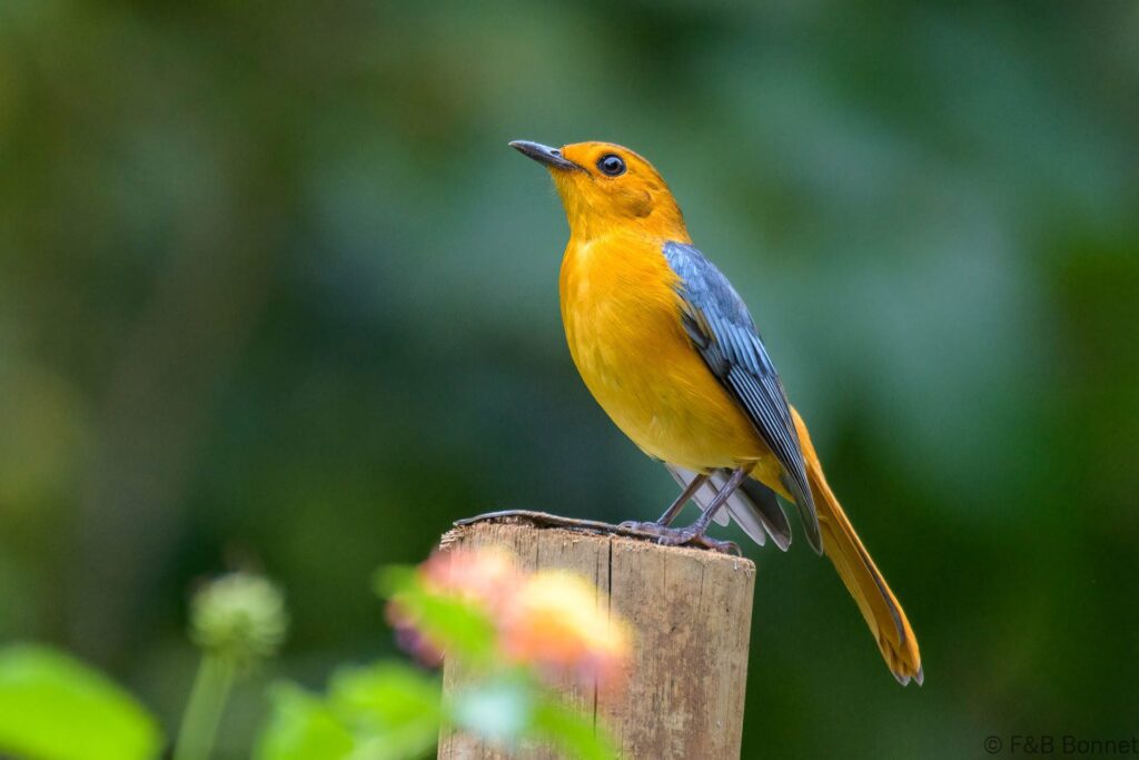 Red-capped Robin-chat - South Africa - Kosi Bay - 2022