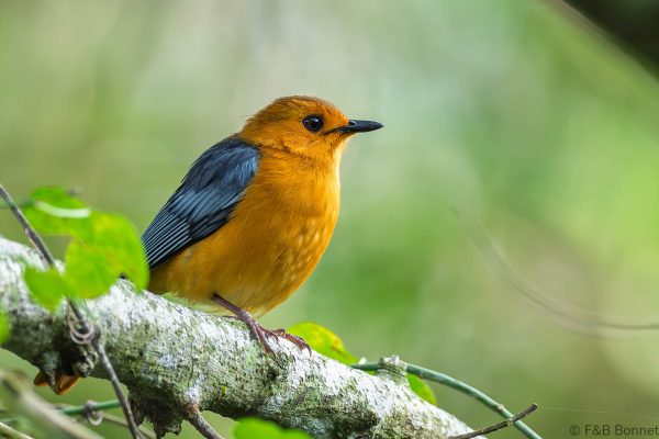 Red-capped Robin-chat - South Africa - Santa Lucia - 2026