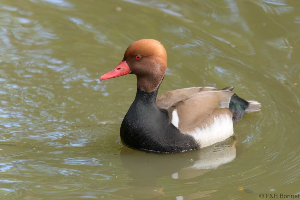 Nette rousse ♂ - France - Pays de la Loire - 2024