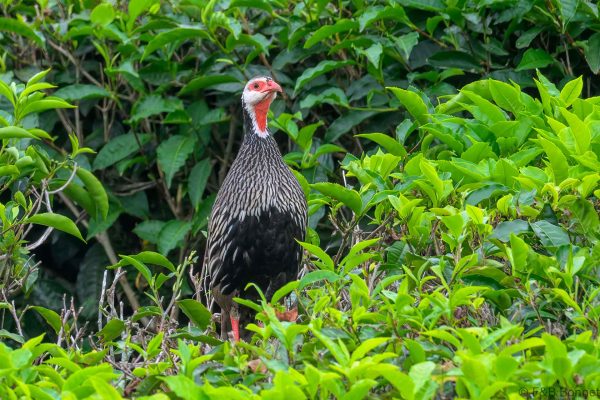 Red-necked Spurfowl - Zimbabwe - Honde Valley - 2026