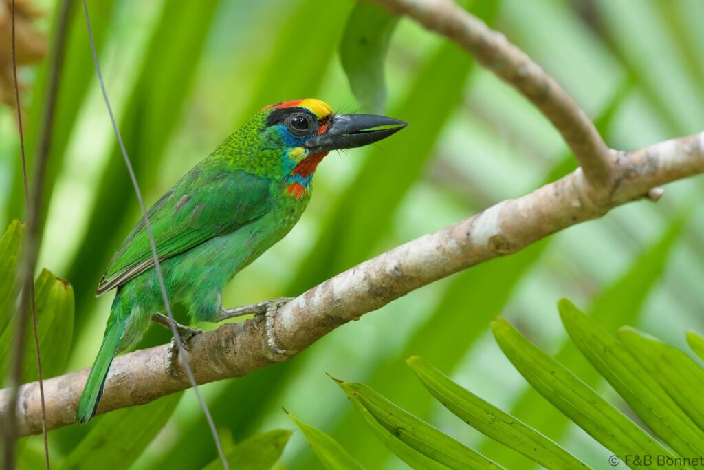 Red-throated Barbet ♂ - Thailand - Khlong Thom - 2024
