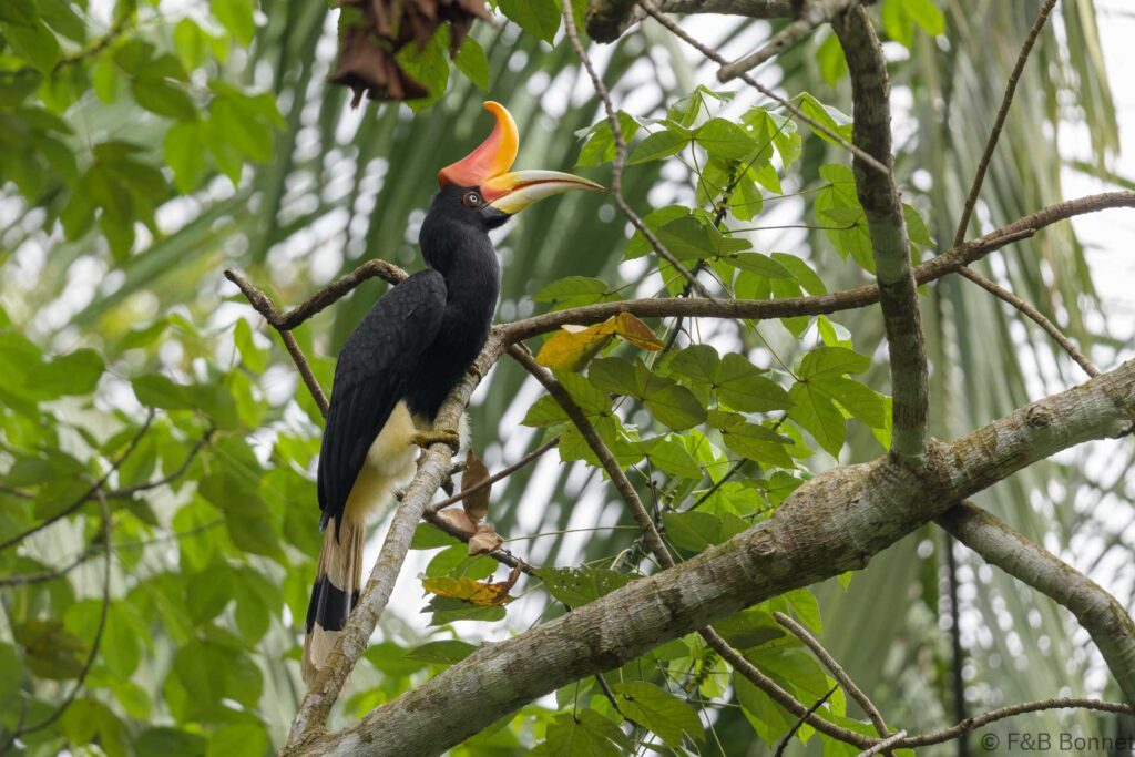 Rhinoceros Hornbill - Thailand - Hala-Bala - 2024