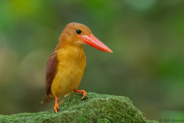 Ruddy Kingfisher - Thailand - Krung Ching - 2026