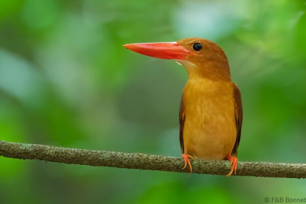 Ruddy Kingfisher - Thailand - Krung Ching - 2026