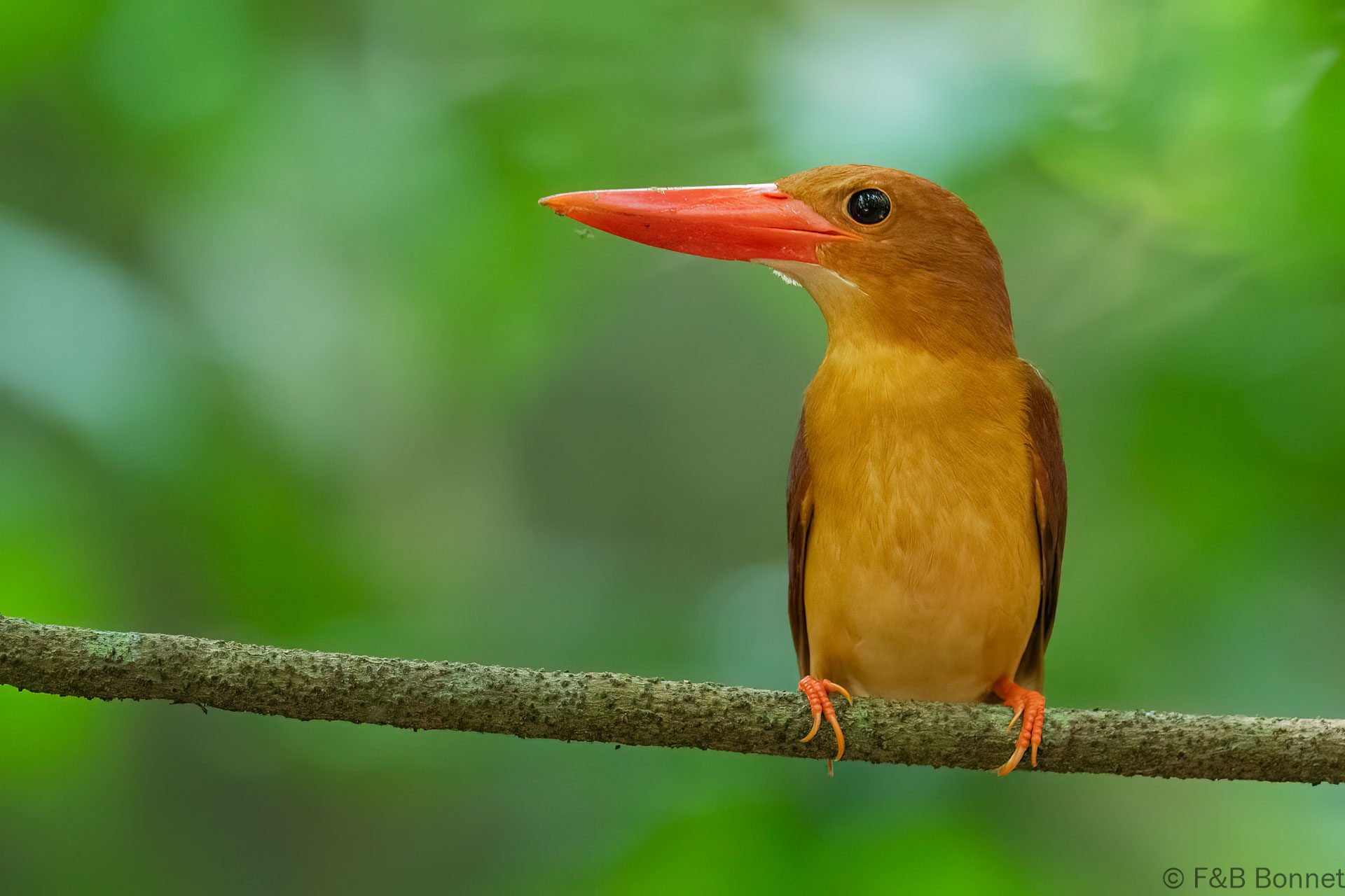 Ruddy Kingfisher - Thailand - Krung Ching - 2026