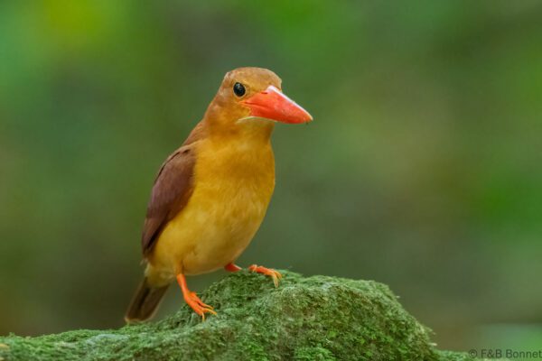 Ruddy Kingfisher - Thailand - Krung Ching - 2026