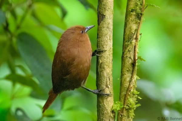Cucarachero rufo - Ecuador - Guango lodge - 2023