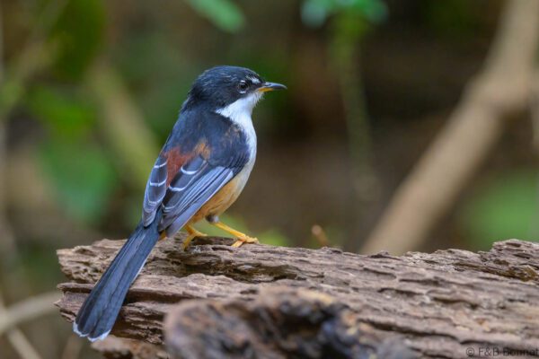 Rufous-backed Sibia - Vietnam - Da Lat - 2026