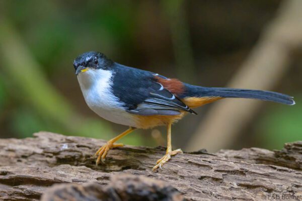 Rufous-backed Sibia - Vietnam - Da Lat - 2026
