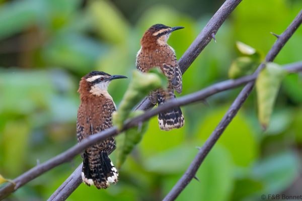 Cucarachero dorsicastaño - Costa Rica - Carara - 2021
