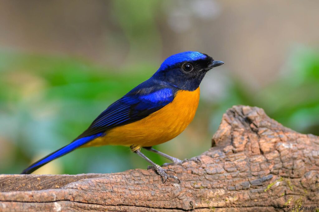 Rufous-bellied Niltava - China - Yunnan - 2025