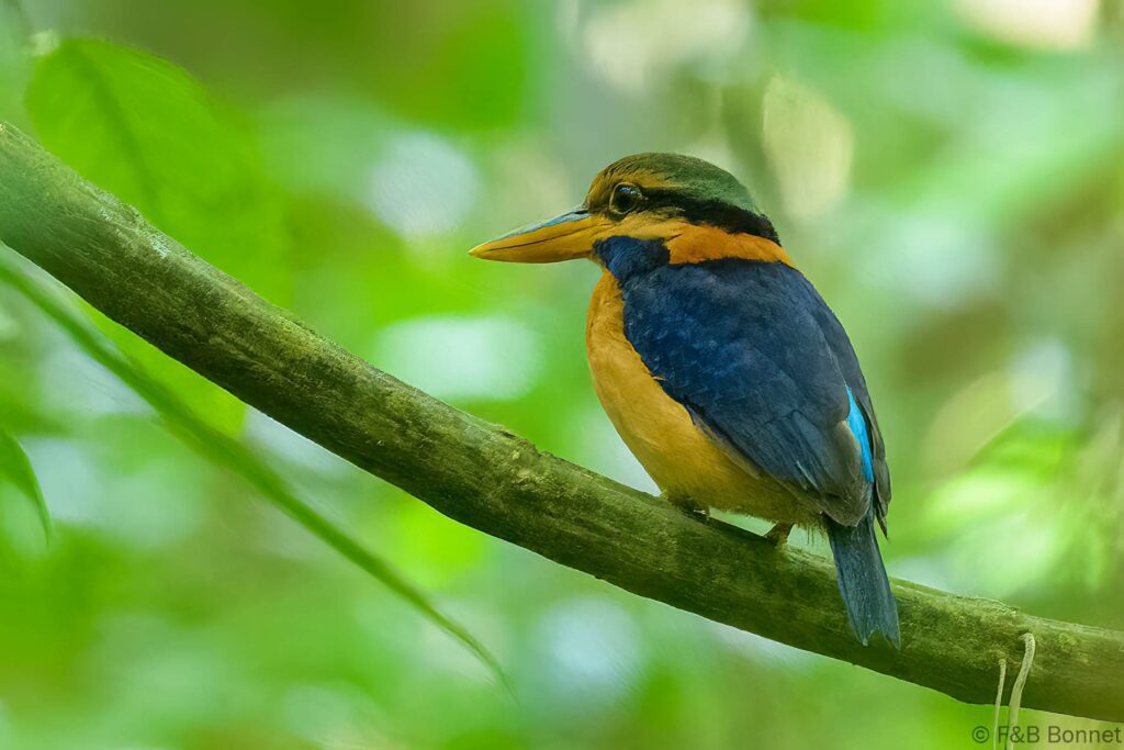 Rufous-collared Kingfisher - Thailand - Krung Ching - 2023