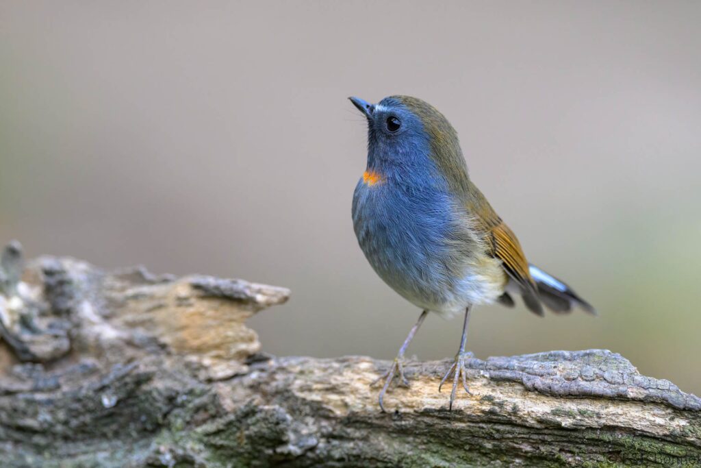 Rufous-gorgeted Flycatcher ♂ - China - Yunnan - 2025