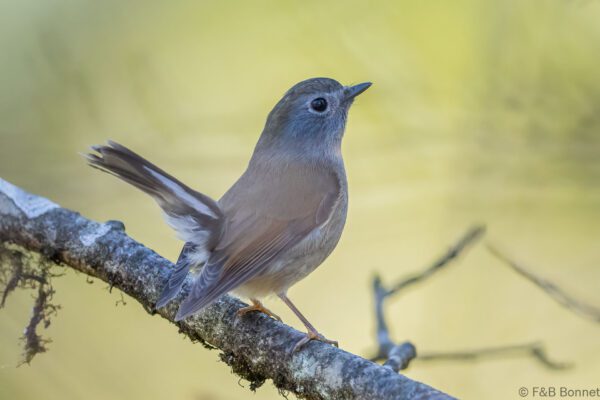 Rufous-gorgeted Flycatcher ♀ - China - Sichuan - 2026
