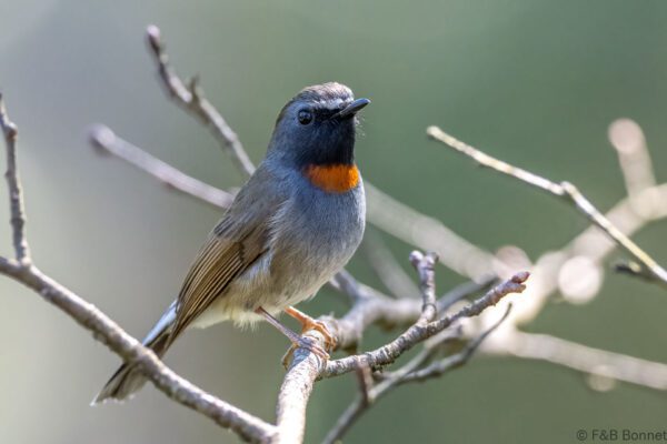 Rufous-gorgeted Flycatcher ♂ - China - Sichuan - 2026