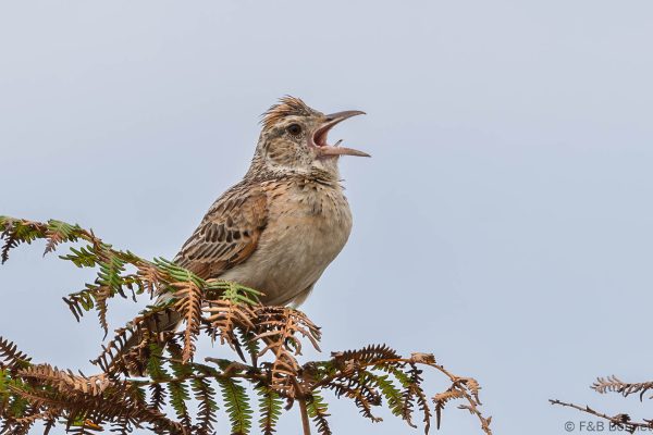 Rufous-naped Lark - South Africa - iSimangaliso - 2026