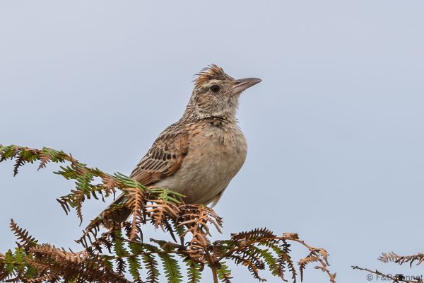Rufous-naped Lark - South Africa - iSimangaliso - 2026