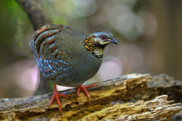 Rufous-throated Partridge - Vietnam - Da Lat - 2026