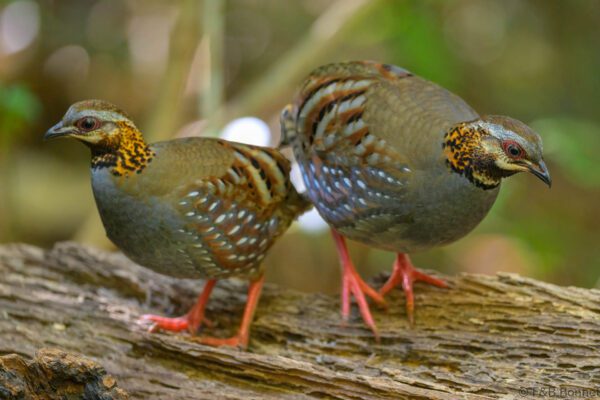 Rufous-throated Partridge - Vietnam - Da Lat - 2026