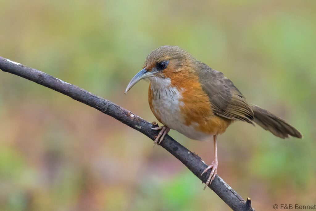 Rusty-cheeked Scimitar Babbler - Thailand - Doi Sanju - 2024