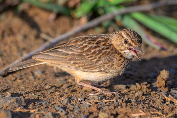 Sabota Lark - South Africa - Kruger NP - 2025