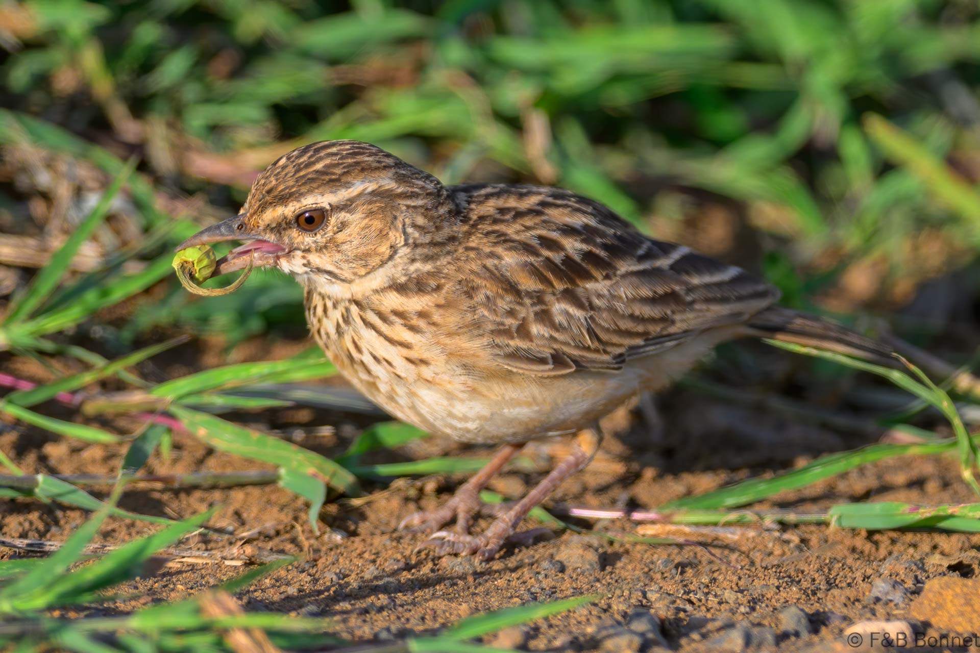 Sabota Lark - South Africa - Kruger NP - 2025