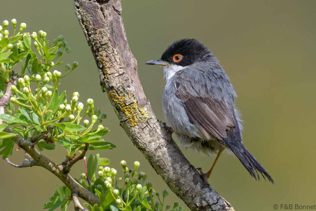 Curruca cabecinegra - España - Andalucía - 2023