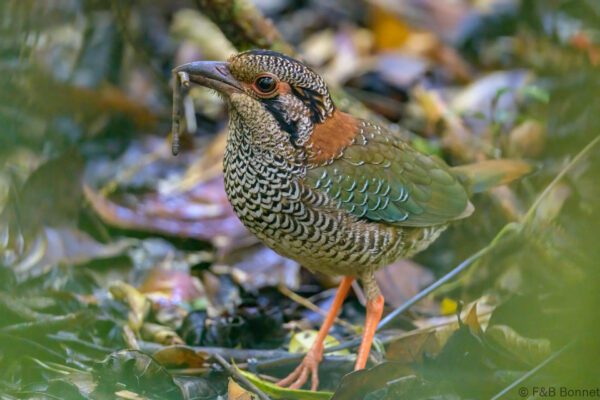 Brachyptérolle écaillé - Madagascar - Ranomafana - 2023