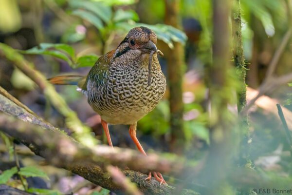 Brachyptérolle écaillé - Madagascar - Ranomafana - 2023