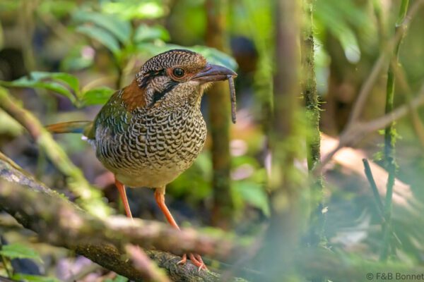 Brachyptérolle écaillé - Madagascar - Ranomafana - 2023