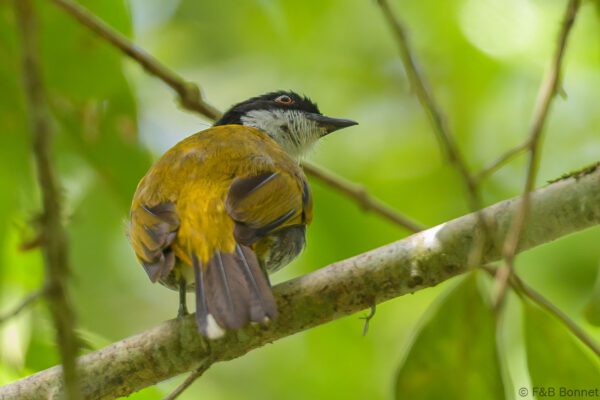 Scaly-breasted Bulbul - Thailand - Krung Ching - 2026