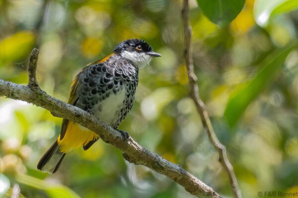 Scaly-breasted Bulbul - Thailand - Krung Ching - 2026