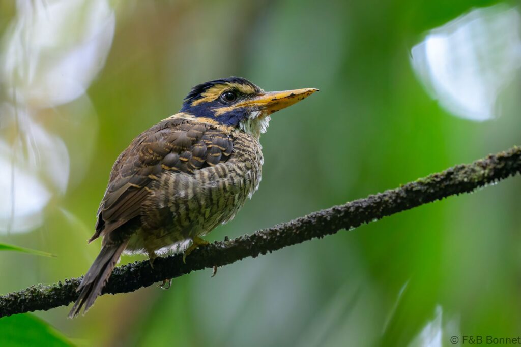Scaly-breasted Kingfisher ♀ - Indonesia - Tomohon - 2024