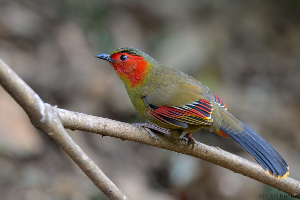 Scarlet faced liocichla china 4