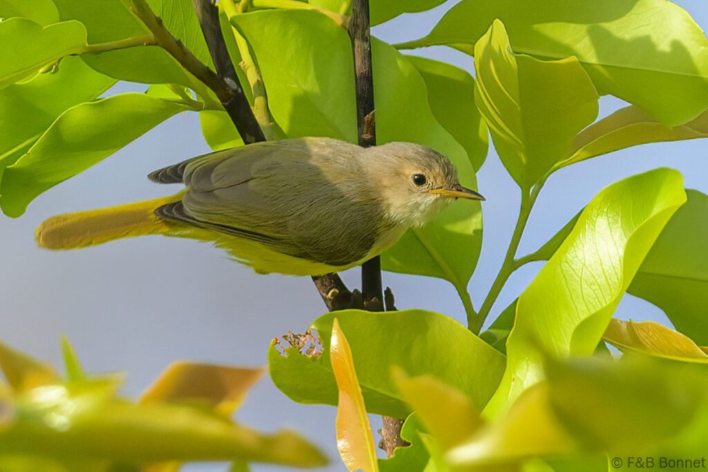 Érémomèle à dos vert - Senegal - Dindéfélo - 2023