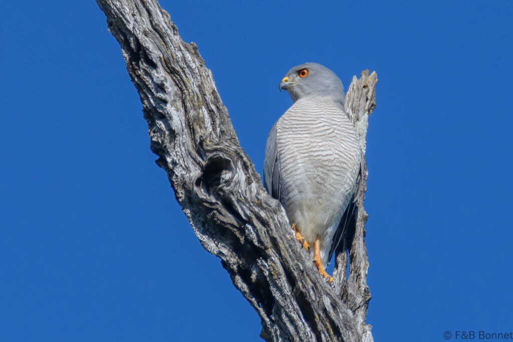 Shikra - South Africa - Kruger NP - 2022