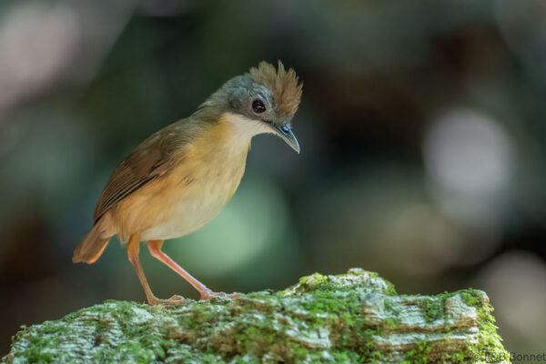 Short-tailed Babbler - Thailand - Krung Ching - 2026