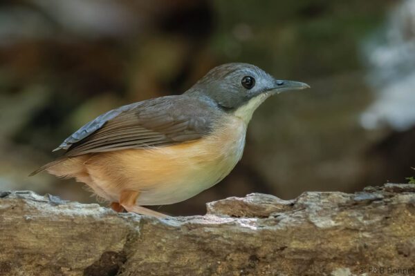 Short-tailed Babbler - Thailand - Krung Ching - 2026
