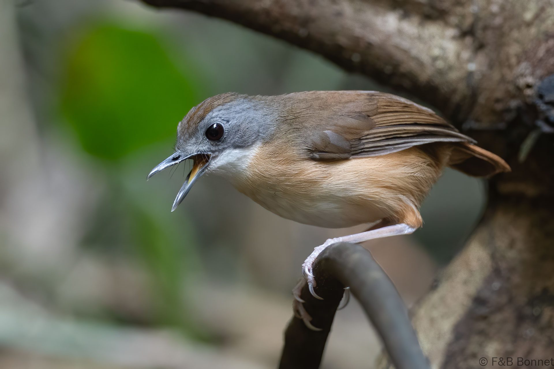Short-tailed Babbler - Thailand - Krung Ching - 2026