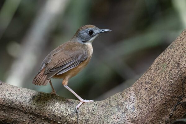 Short-tailed Babbler - Thailand - Krung Ching - 2026